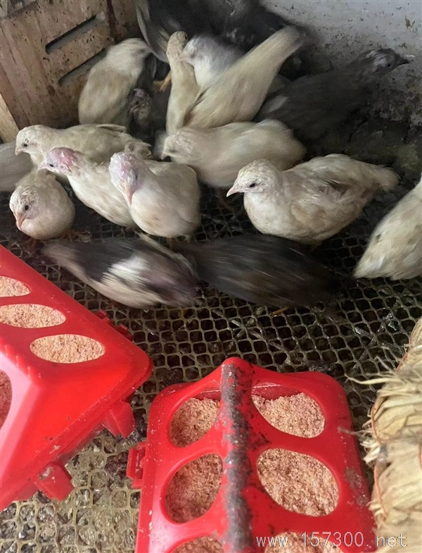 賣蘆丁雞，蘆丁雞蛋